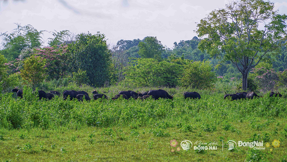Đi "trốn Tết" ở một khu rừng nổi tiếng giáp ranh Đồng Nai-Lâm Đồng-Bình Phước, thấy vô số động vật sách Đỏ- Ảnh 2.