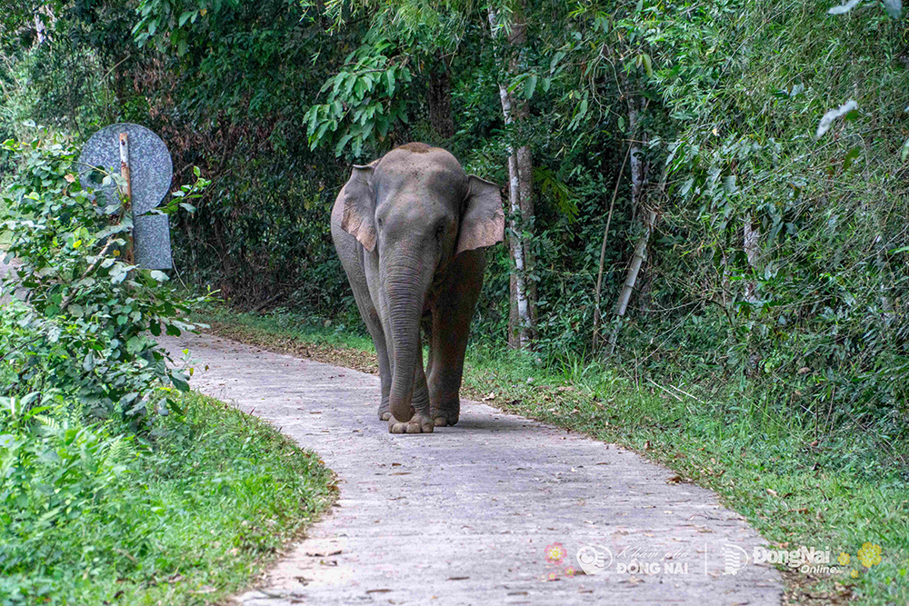 Đi "trốn Tết" ở một khu rừng nổi tiếng giáp ranh Đồng Nai-Lâm Đồng-Bình Phước, thấy vô số động vật sách Đỏ- Ảnh 5.