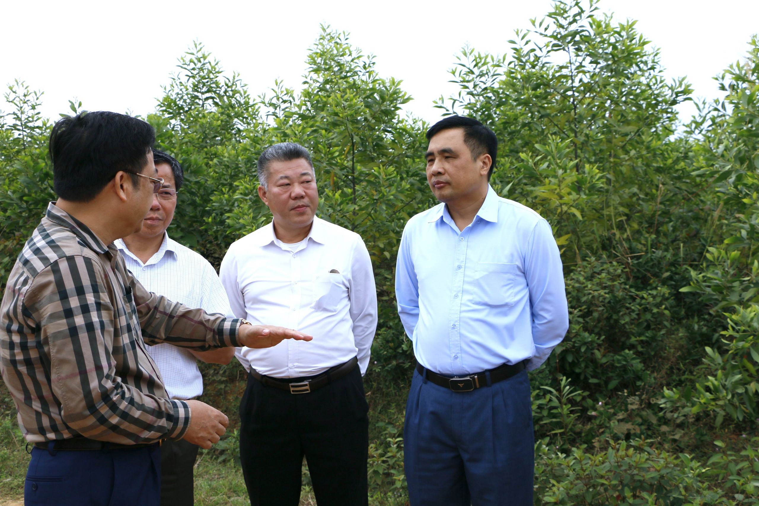 Thủ tướng Chính phủ phê duyệt đề án nâng cao chất lượng rừng, 240.000ha rừng sẽ được ưu tiên đầu tư- Ảnh 1.