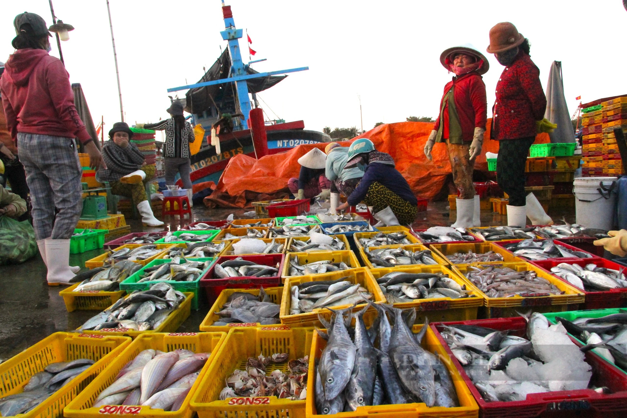 Cảng cá và chợ hải sản lớn nhất Ninh Thuận nhộn nhịp đầu năm Giáp Thìn - 2024- Ảnh 2.