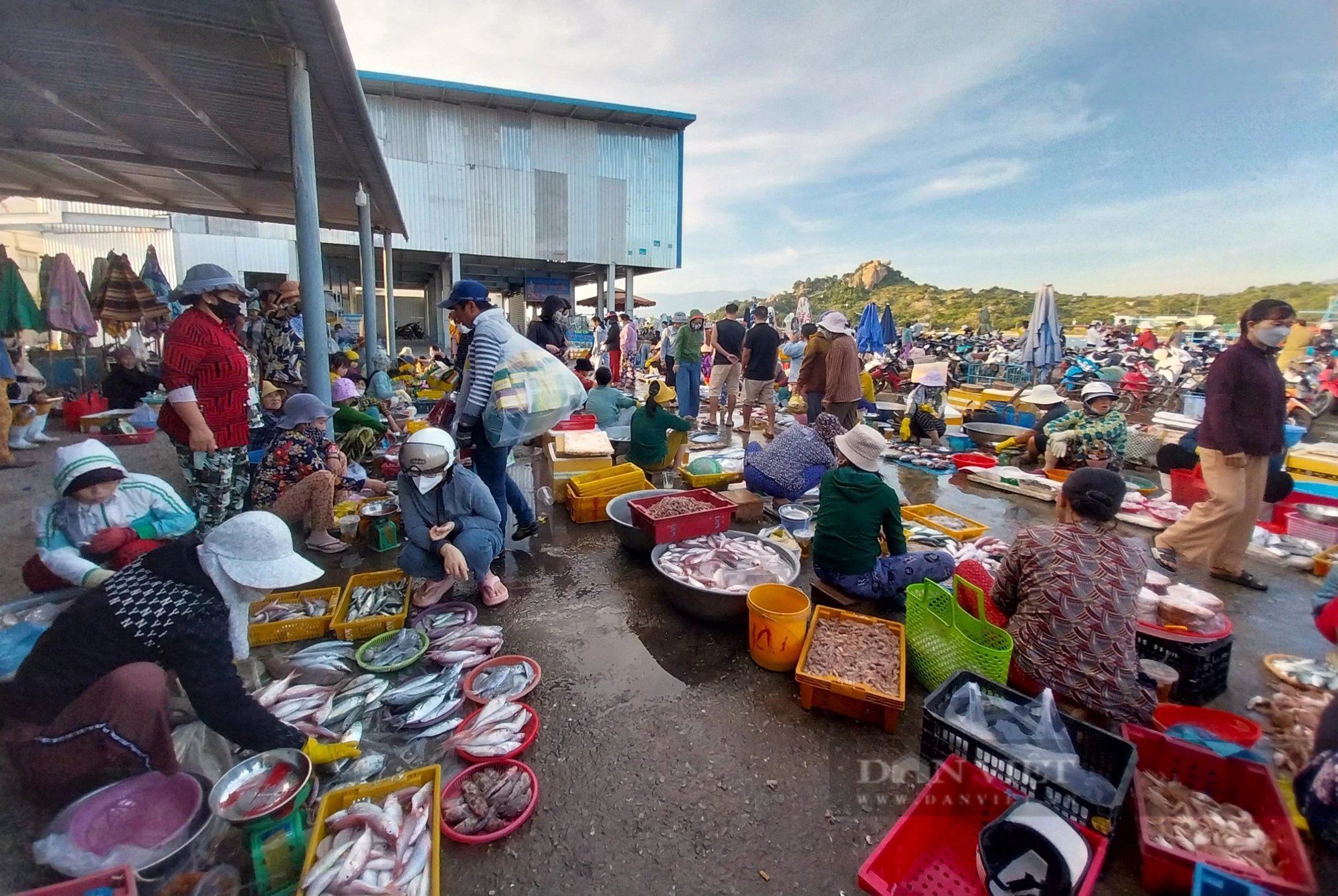 Cảng cá và chợ hải sản lớn nhất Ninh Thuận nhộn nhịp đầu năm Giáp Thìn - 2024- Ảnh 6.