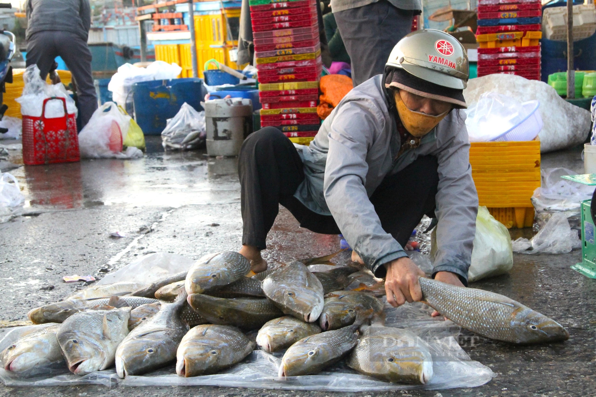 Cảng cá và chợ hải sản lớn nhất Ninh Thuận nhộn nhịp đầu năm Giáp Thìn - 2024- Ảnh 7.