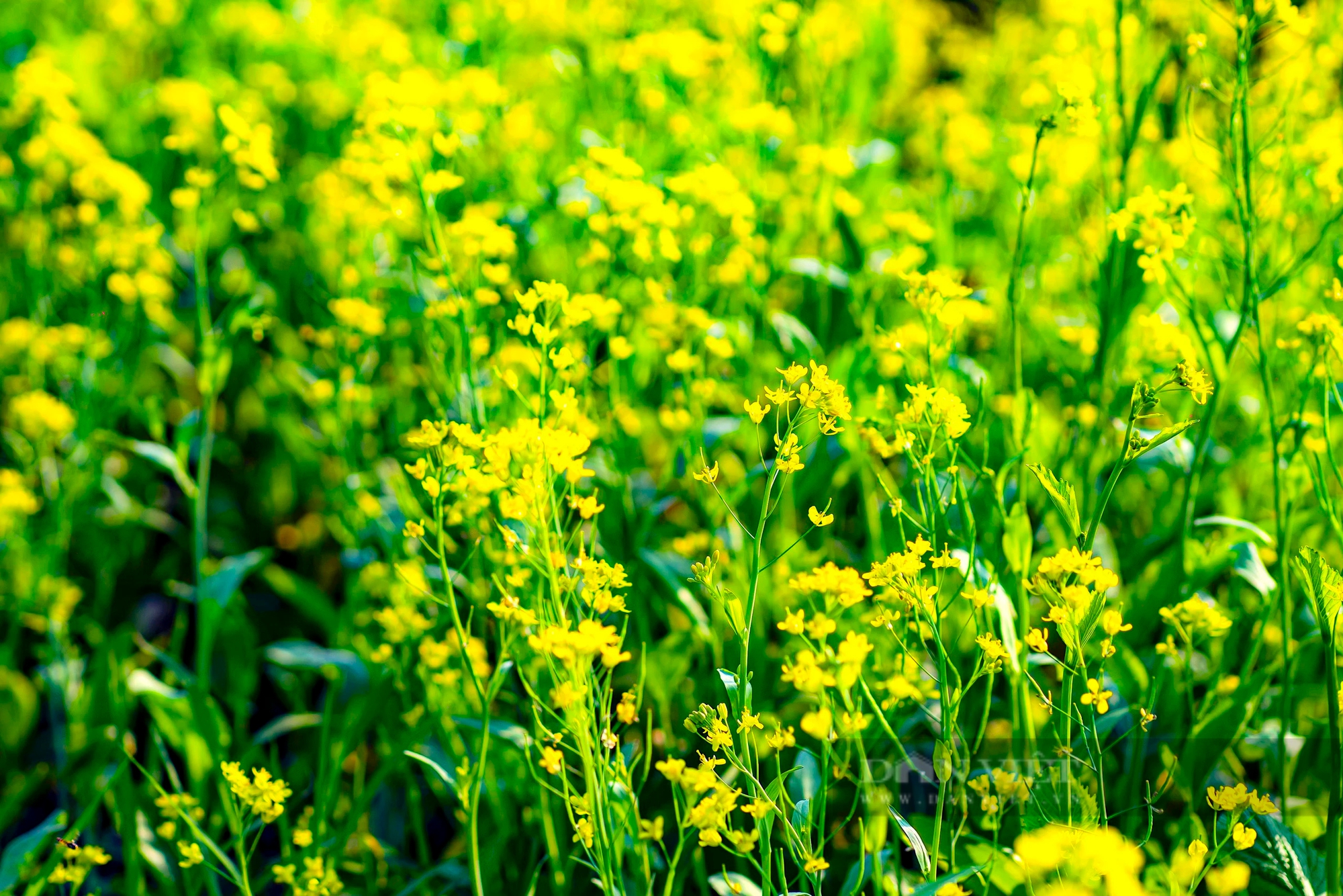 Một làng giữa thành phố Huế, mùa này hoa cải nở vàng rực đẹp như phim, dân tình tha hồ chụp ảnh- Ảnh 8.