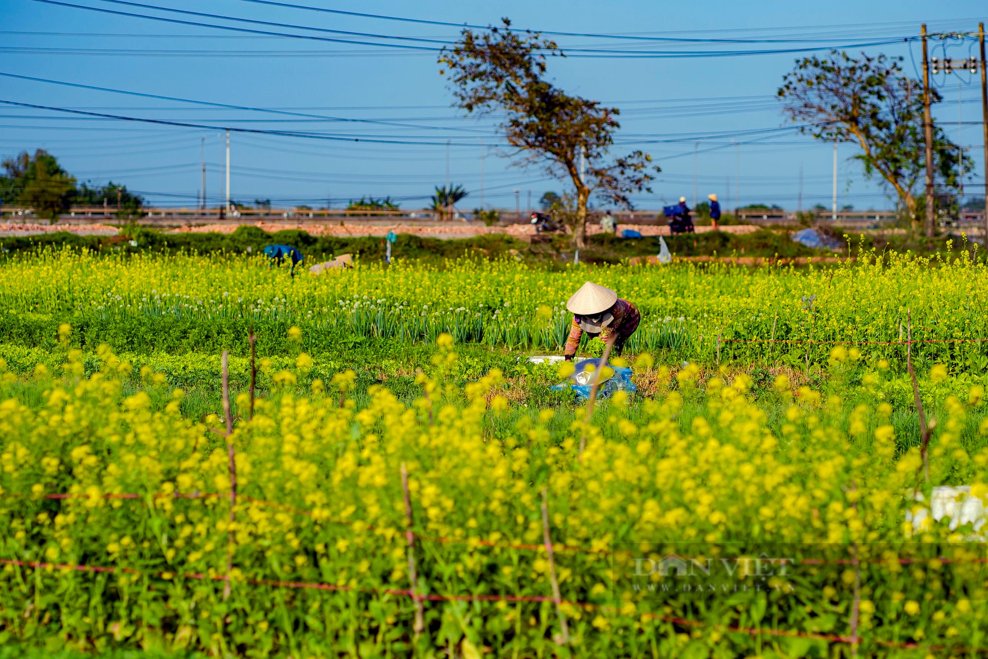 Một làng giữa thành phố Huế, mùa này hoa cải nở vàng rực đẹp như phim, dân tình tha hồ chụp ảnh- Ảnh 7.