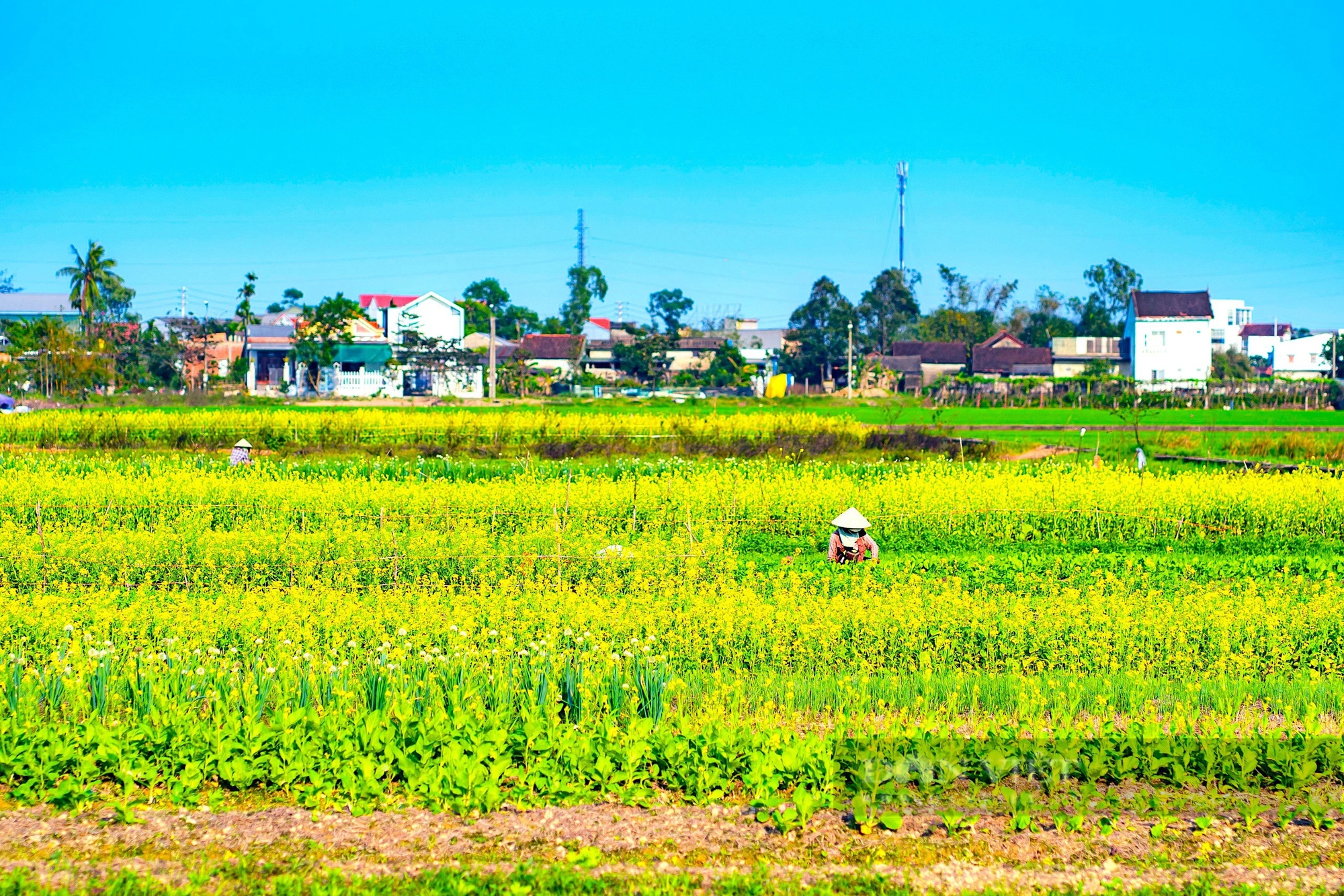 Một làng giữa thành phố Huế, mùa này hoa cải nở vàng rực đẹp như phim, dân tình tha hồ chụp ảnh- Ảnh 6.
