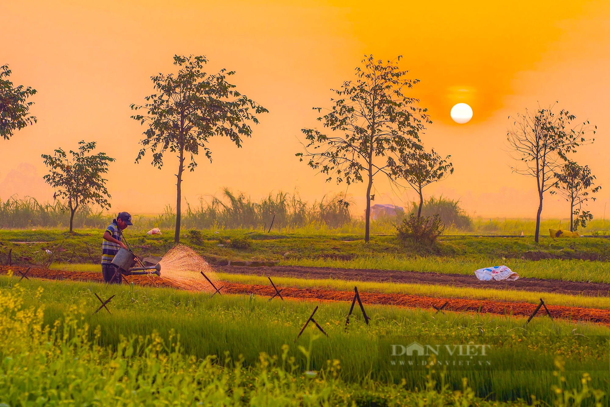 Một làng giữa thành phố Huế, mùa này hoa cải nở vàng rực đẹp như phim, dân tình tha hồ chụp ảnh- Ảnh 5.