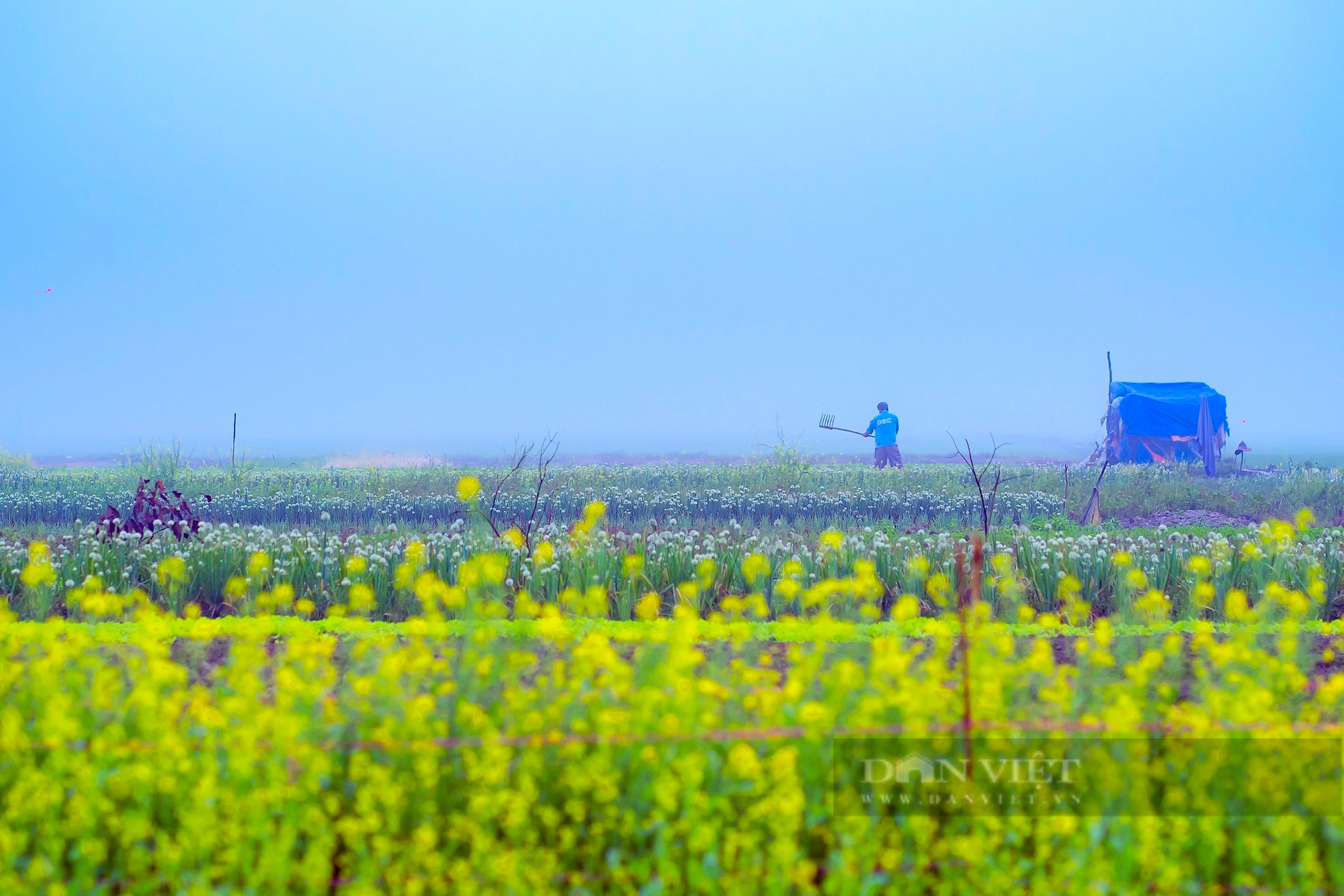 Một làng giữa thành phố Huế, mùa này hoa cải nở vàng rực đẹp như phim, dân tình tha hồ chụp ảnh- Ảnh 4.