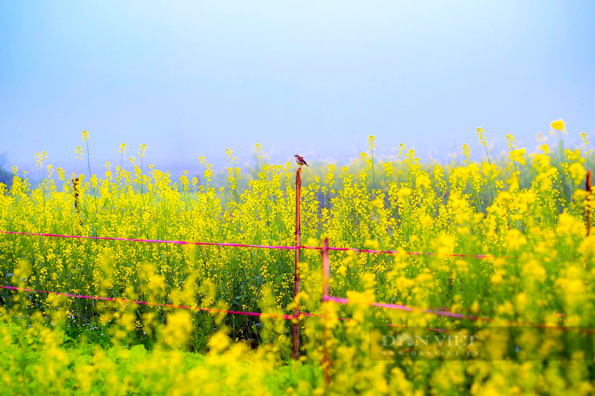 Một làng giữa thành phố Huế, mùa này hoa cải nở vàng rực đẹp như phim, dân tình tha hồ chụp ảnh- Ảnh 3.