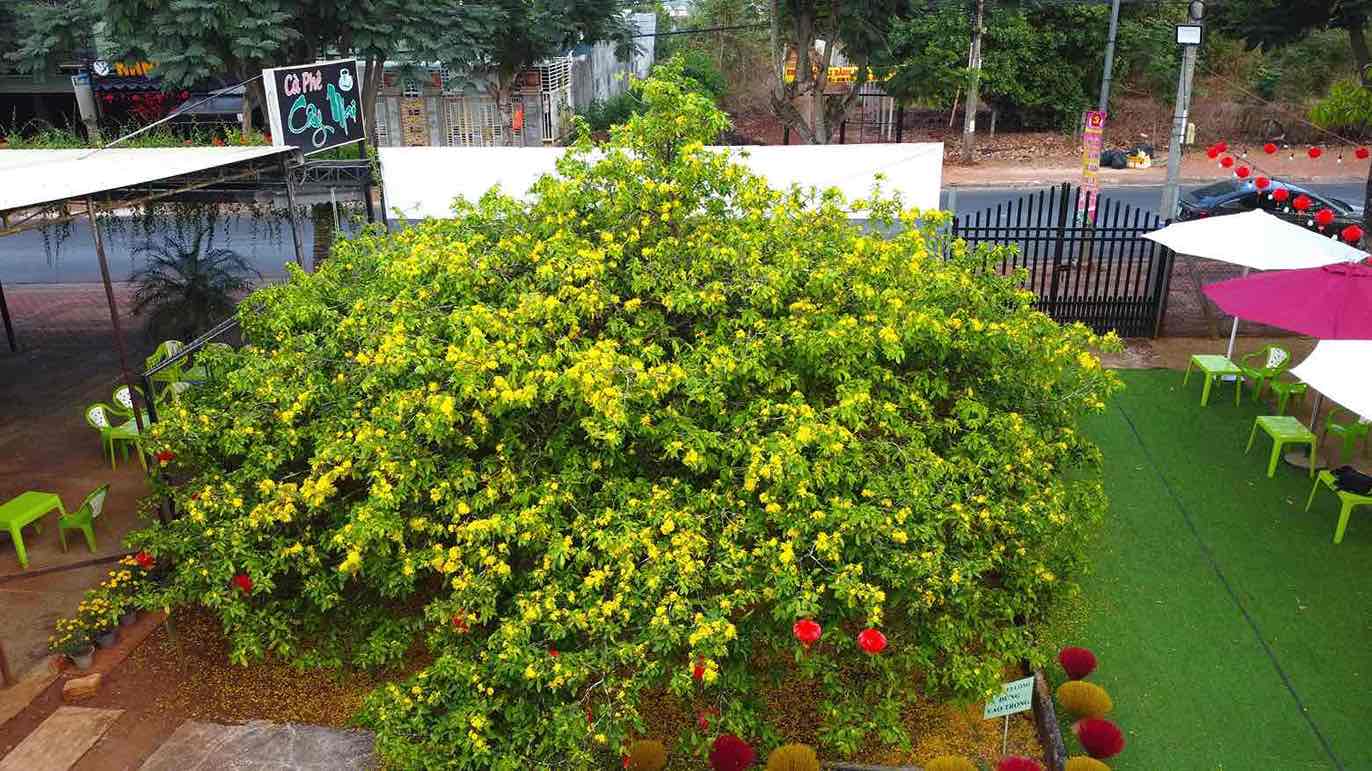 Cận cảnh cây mai vàng tán khổng lồ nổi tiếng ở Đồng Nai- Ảnh 1.