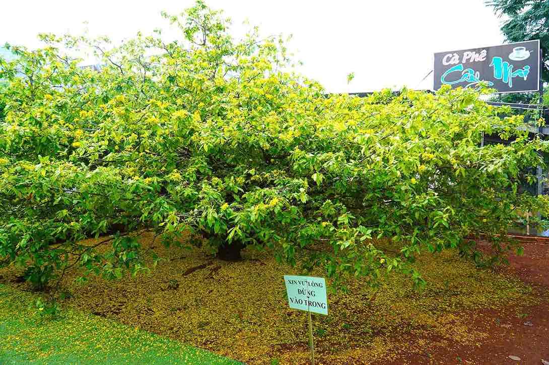 Cận cảnh cây mai vàng tán khổng lồ nổi tiếng ở Đồng Nai- Ảnh 10.