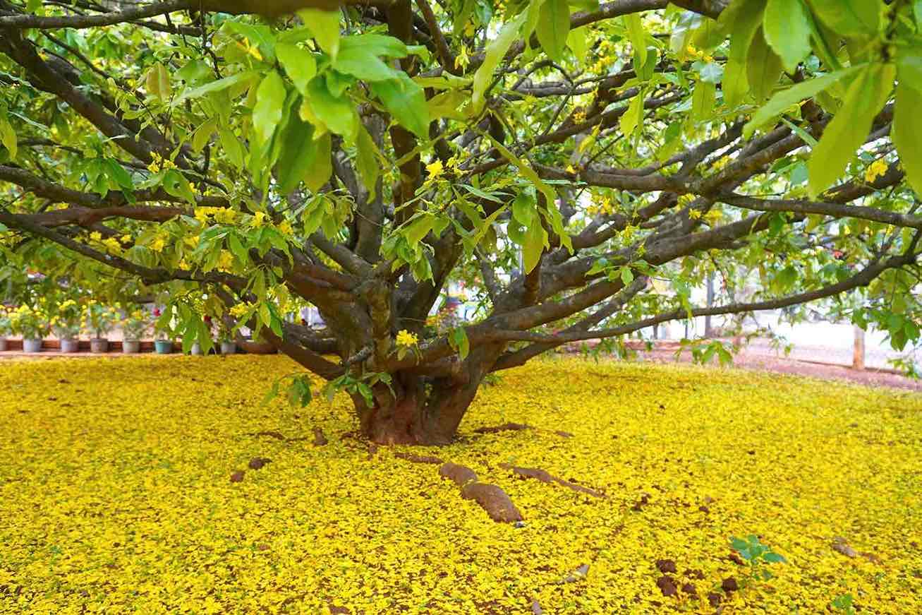 Cận cảnh cây mai vàng tán khổng lồ nổi tiếng ở Đồng Nai- Ảnh 8.