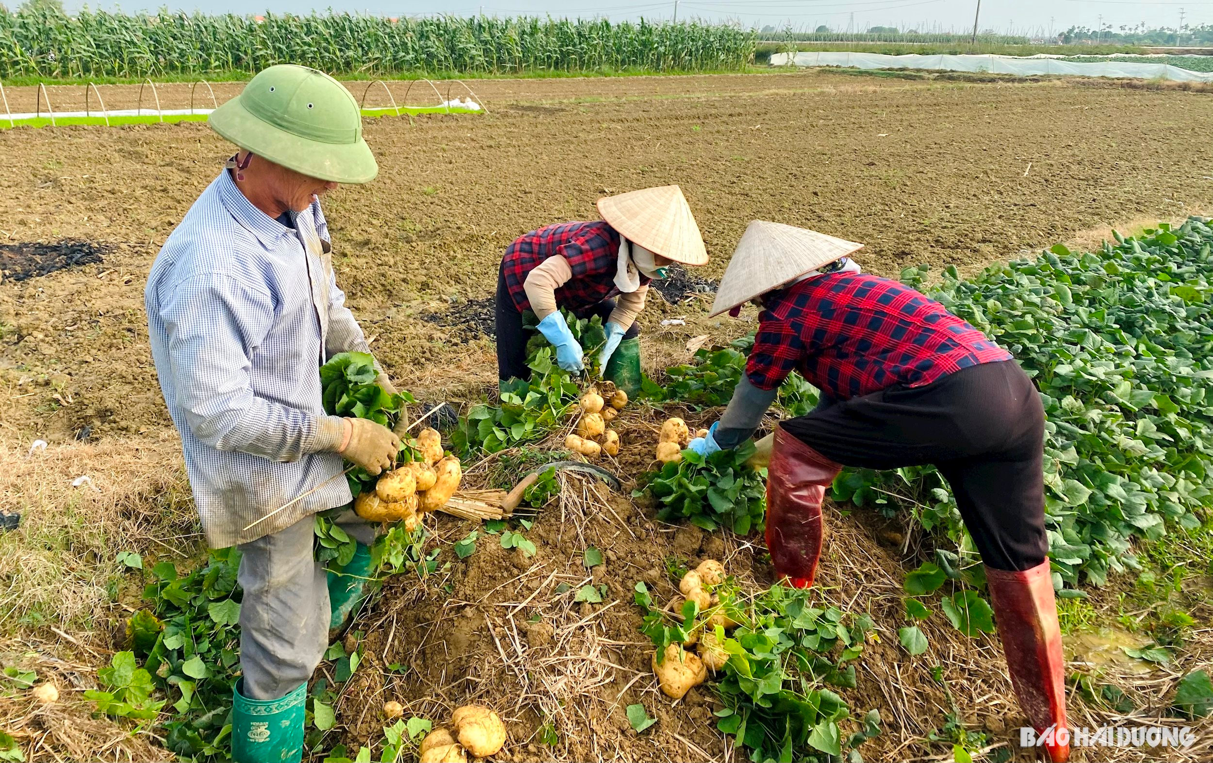 Bán loại củ có tới 7 công dụng cho sức khỏe, nông dân một huyện của tỉnh Hải Dương thu lãi 100 tỷ đồng- Ảnh 1.