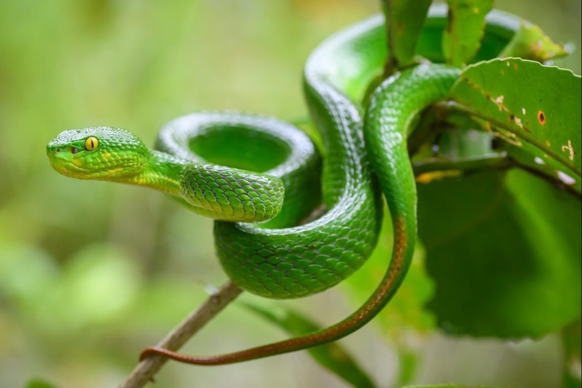 The boy's family brought a red-tailed viper to the hospital - Photo 2.