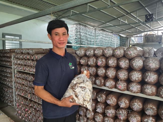 Trồng nấm, nuôi bò từ vốn ưu đãi Ngân hàng Chính sách xã hội, nông dân Quảng Nam nhanh khá giả- Ảnh 2.