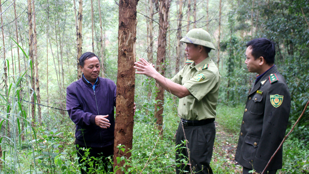 Thủ tướng Chính phủ phê duyệt đề án nâng cao chất lượng rừng, 240.000ha rừng sẽ được ưu tiên đầu tư- Ảnh 2.