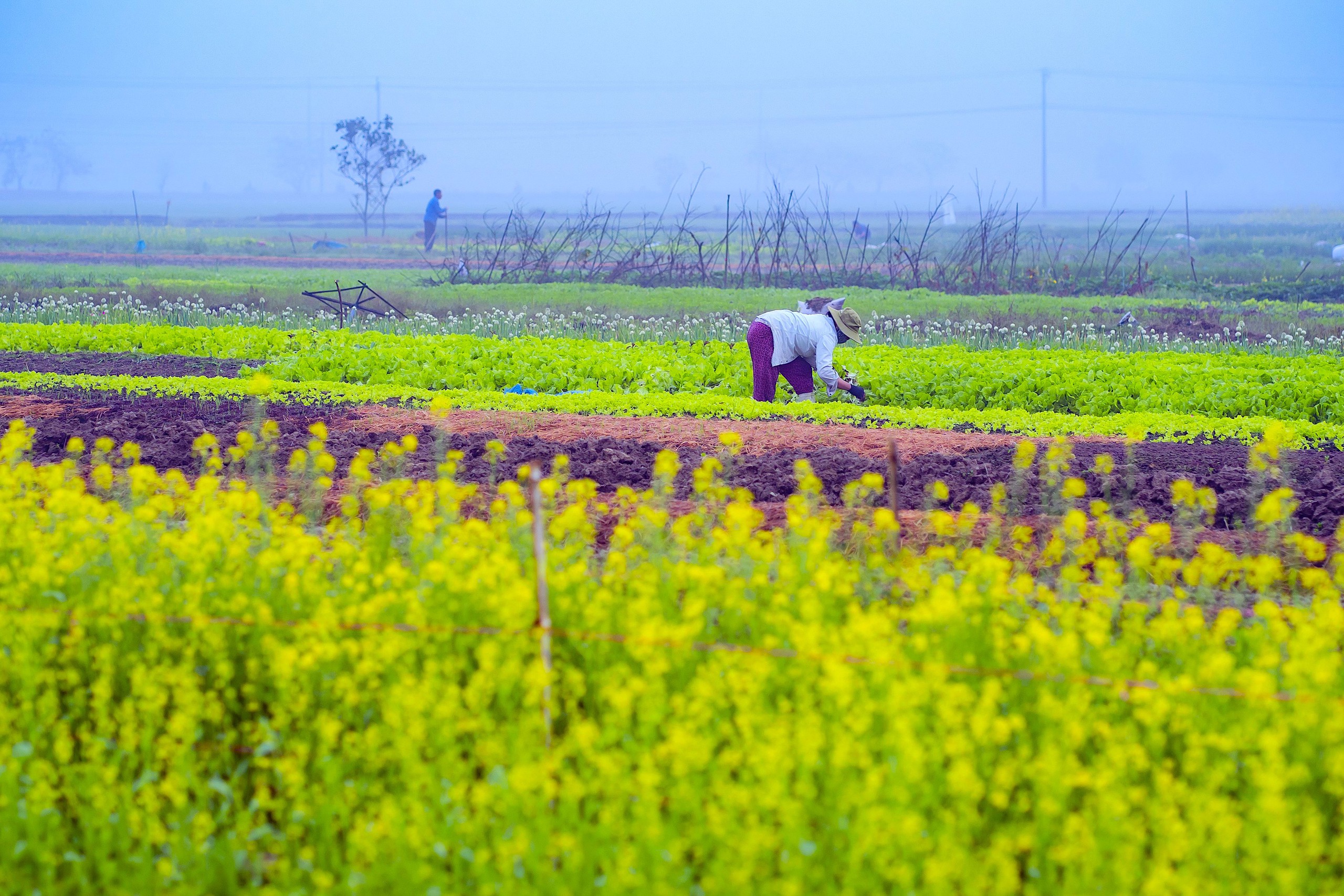 Một làng giữa thành phố Huế, mùa này hoa cải nở vàng rực đẹp như phim, dân tình tha hồ chụp ảnh- Ảnh 2.