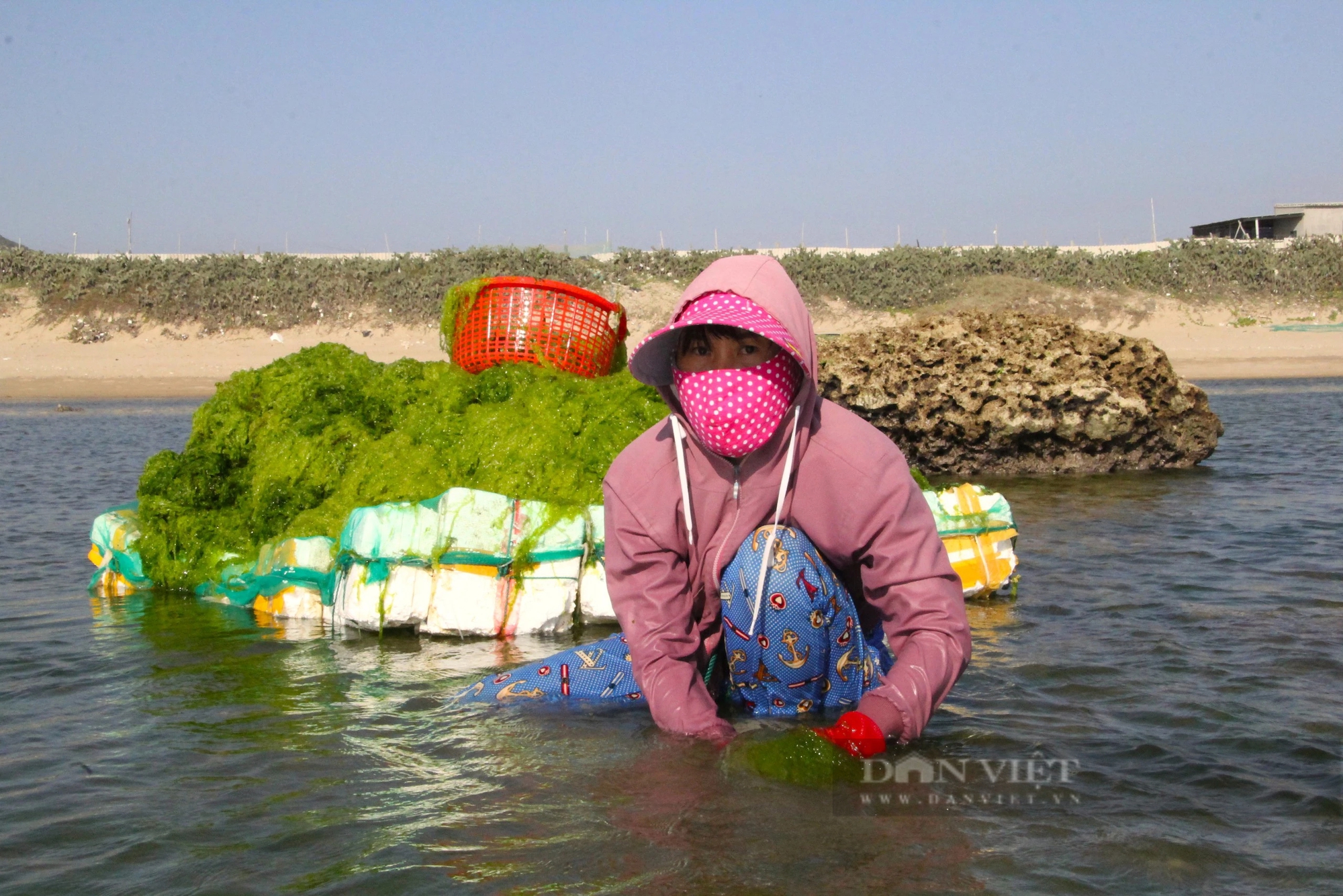 Ra biển vớt thứ rong xanh mướt, dân làng chài ở Ninh Thuận kiếm tiền triệu mỗi ngày - Ảnh 4.
