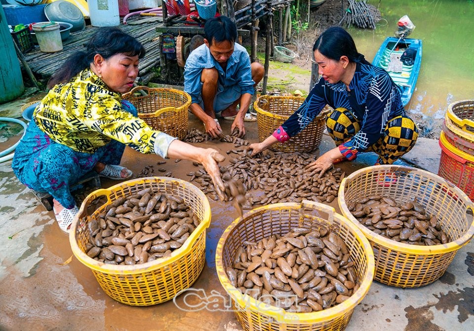 Vô rừng ở Cà Mau đào hang bắt con gì mà dân bán cho thiên hạ làm vô số món ngon, lạ miệng?- Ảnh 4.