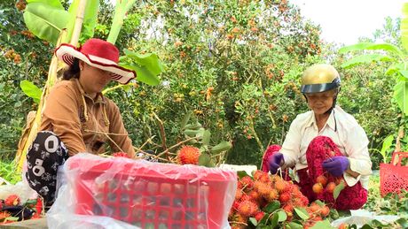 Đây là loại trái cây ngon đang tăng giá tốt nhất Vĩnh Long, dân hái bán cả tấn, thu tiền to- Ảnh 1.