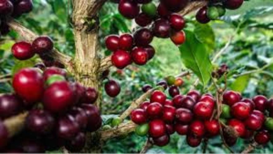 Giá cà phê ngày 17/2: Cà phê trong nước sắp chạm mức giá 81.000 đồng/kg, chợ thế giới cũng tăng- Ảnh 3.