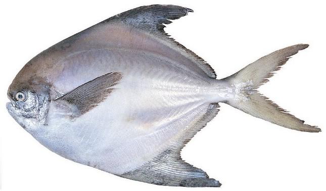 Những loại cá này ai đi chợ thấy thì nên mua ngay bởi cá ngọt thịt, ít xương lại giàu dinh dưỡng- Ảnh 6.