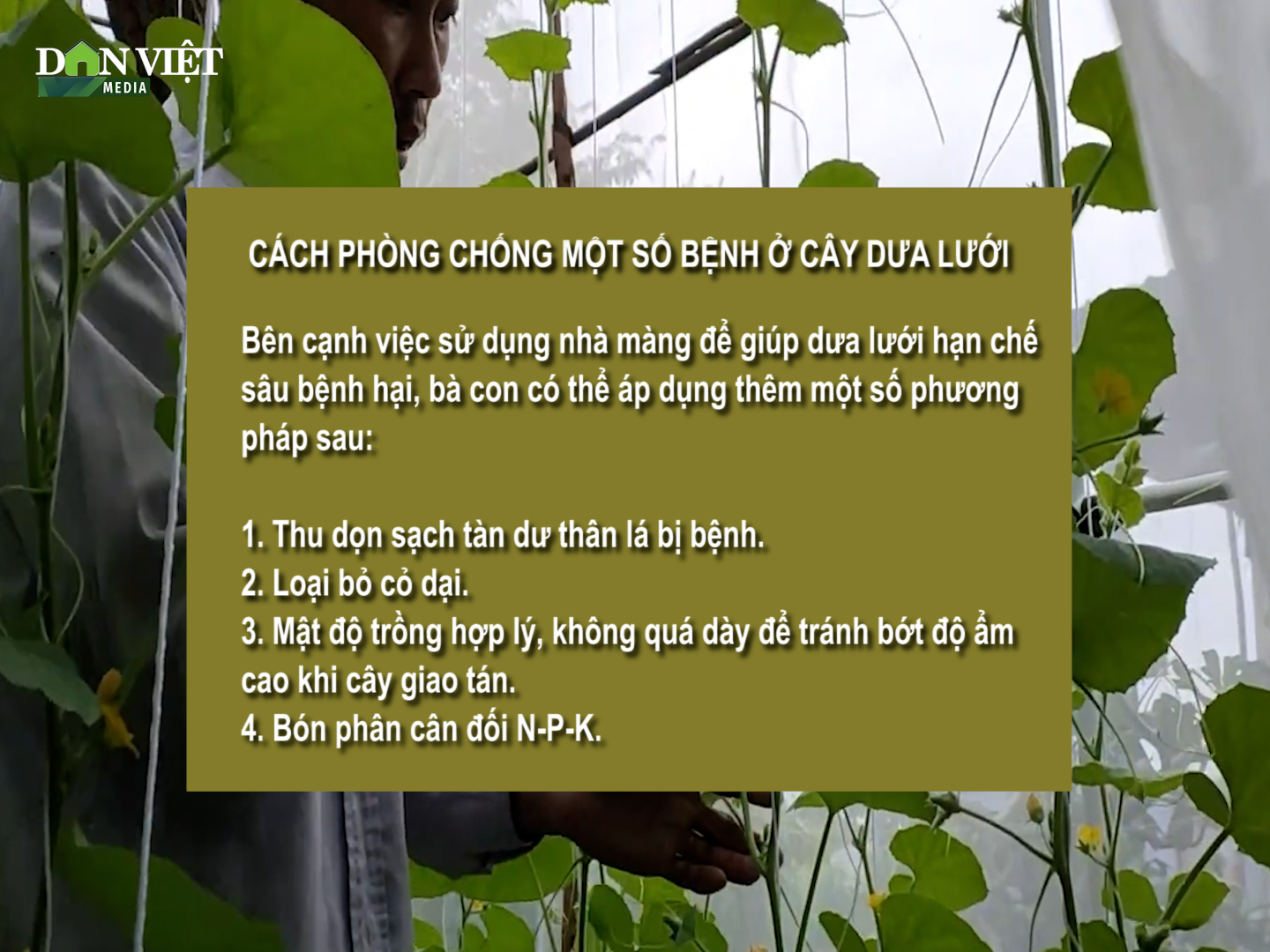 SỔ TAY NHÀ NÔNG: Cách phòng chống một số bệnh ở cây dưa lưới- Ảnh 1.