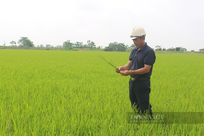 Nam Định xuất hiện nhiều tỷ phú, triệu phú nông dân trên cánh đồng lớn- Ảnh 1.