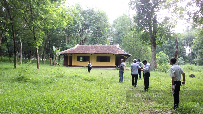 Vườn cây cao su hơn trăm năm ở huyện Thống Nhất (tỉnh Đồng Nai) hiện là vườn cây bảo tồn của ngành cao su Việt Nam. Ảnh: Nguyên Vỹ