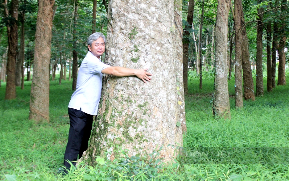 Những cây cao su do người Pháp trồng thực sinh bằng hạt nên có đường kính gốc cây rất lớn. Có gốc cây rộng đến vài người ôm. Ảnh: Nguyên Vỹ