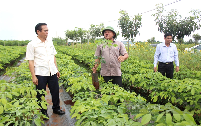 Vườn giống cao su của Tổng Công ty Cao su Đồng Nai đang sản xuất các giống cao su chất lượng và năng suất cao. Ảnh: Nguyên Vỹ