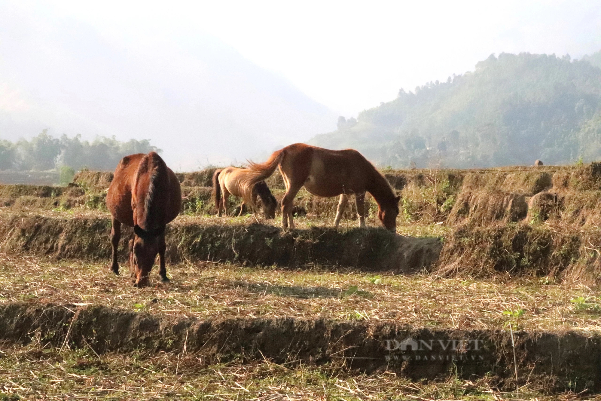 Đây là con vật dáng đẹp, chạy nhanh, ăn sạch, dân Lào Cai nuôi đang giàu lên trông thấy- Ảnh 2.