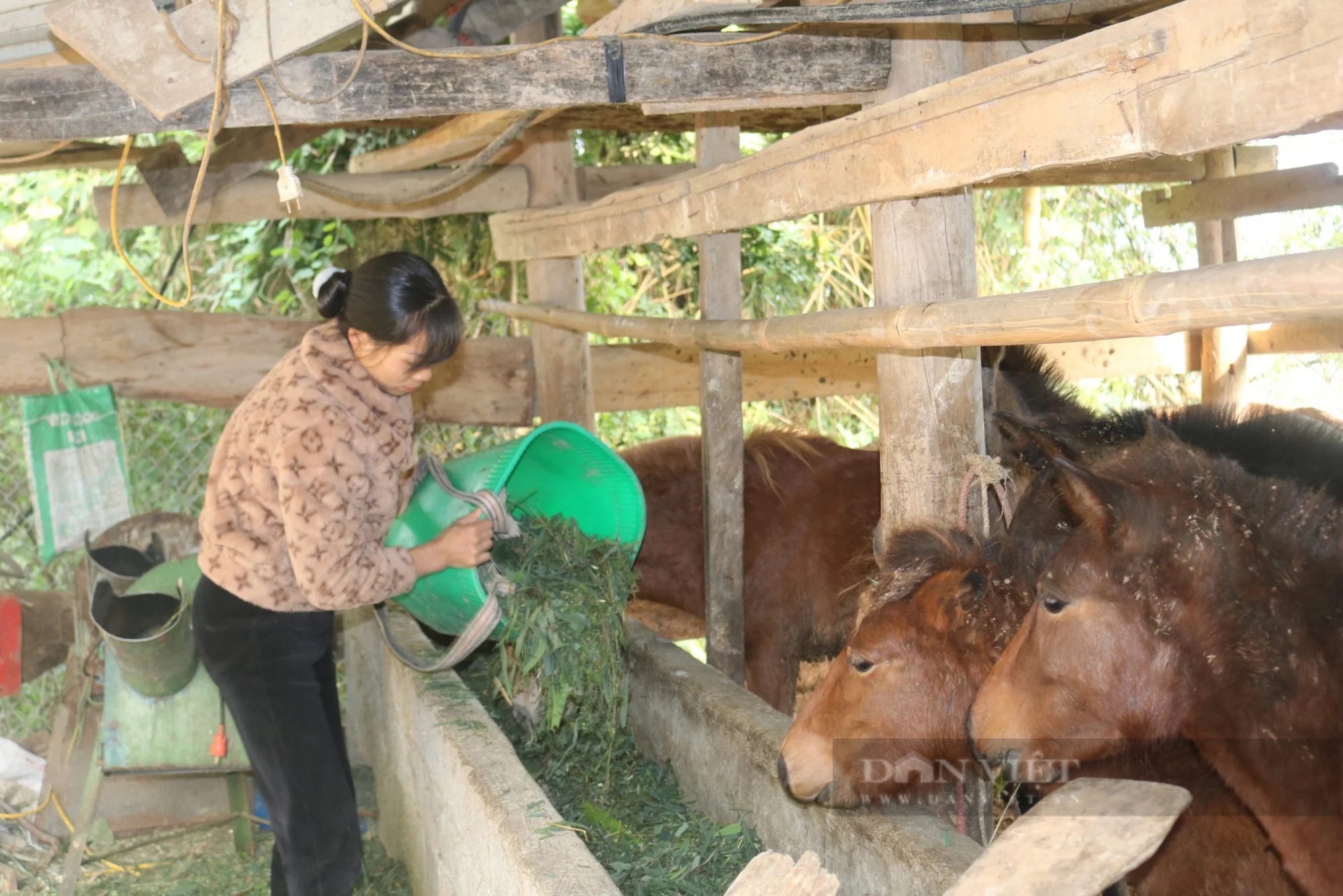 Đây là con vật dáng đẹp, chạy nhanh, ăn sạch, dân Lào Cai nuôi đang giàu lên trông thấy- Ảnh 3.