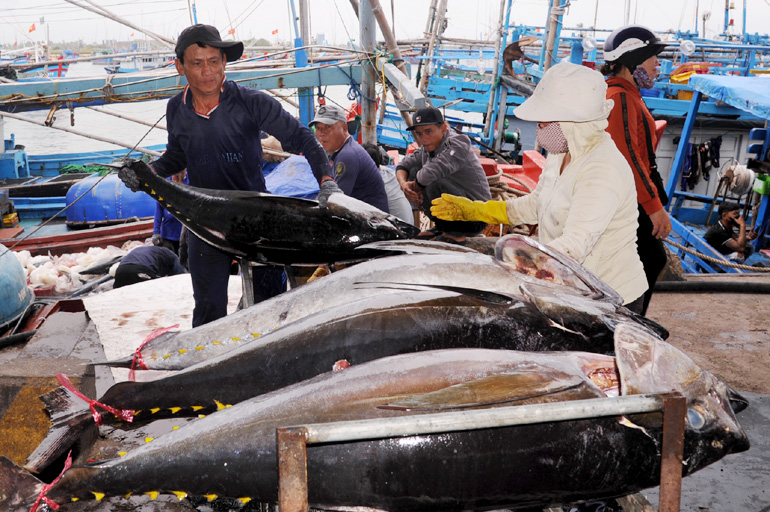 Ở một cảng cá của Phú Yên, sau Tết tàu mang vào vô số cá to bự, có con cá khổng lồ nặng gần 100kg- Ảnh 1.