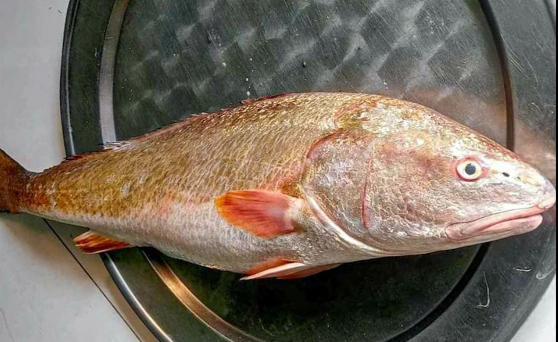 Việt Nam có một loài cá đặc sản được xếp vào hàng đắt đỏ bậc nhất, trong bụng chứa một thứ quý như vàng- Ảnh 4.