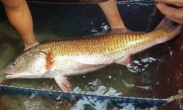 Việt Nam có một loài cá đặc sản được xếp vào hàng đắt đỏ bậc nhất, trong bụng chứa một thứ quý như vàng- Ảnh 1.