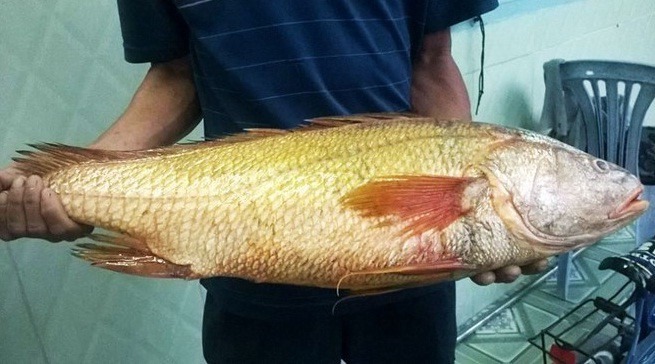 Việt Nam có một loài cá đặc sản được xếp vào hàng đắt đỏ bậc nhất, trong bụng chứa một thứ quý như vàng- Ảnh 3.