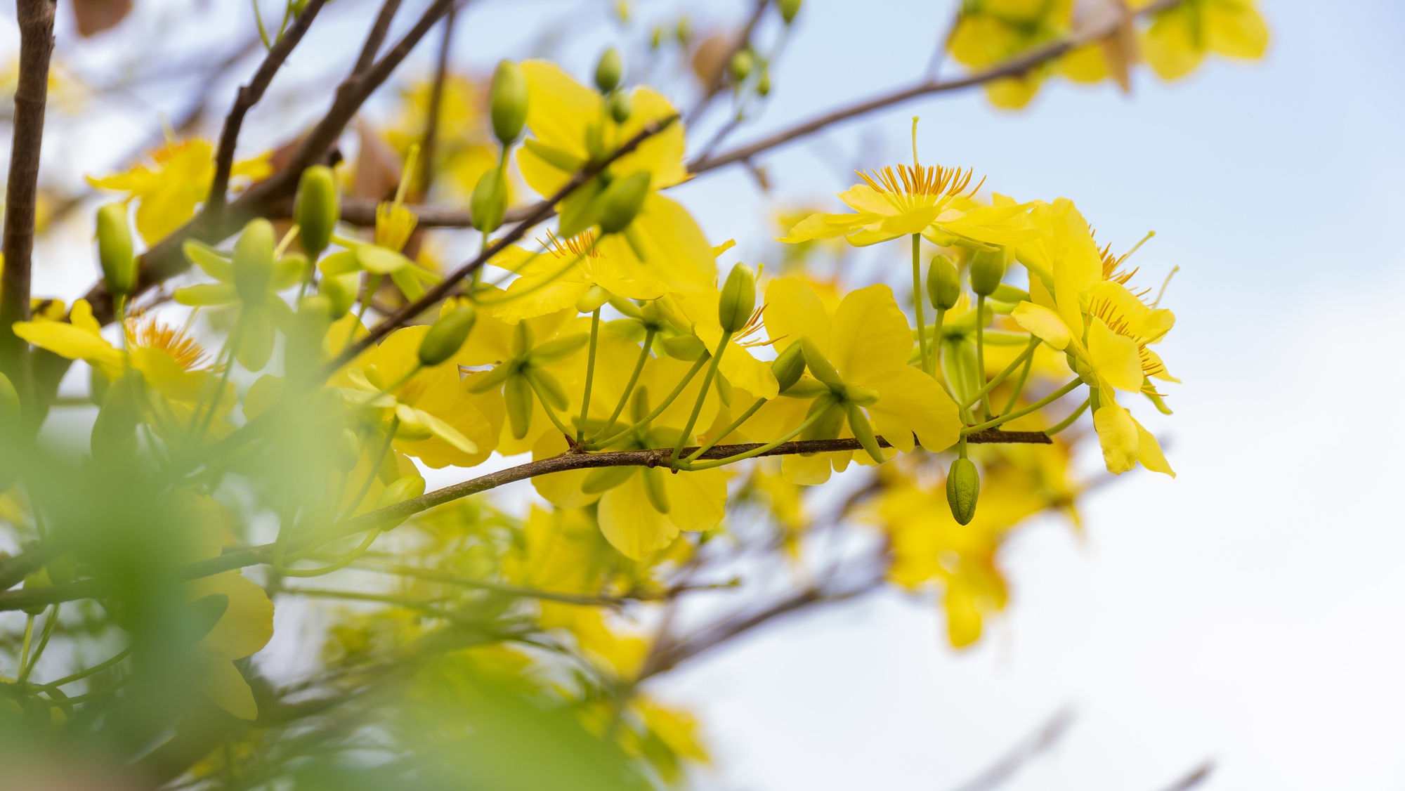 Hơn 1.000 cây mai vàng làm nên con đường hoa đẹp mê mẩn ở một thị trấn của Bà Rịa-Vũng Tàu- Ảnh 4.
