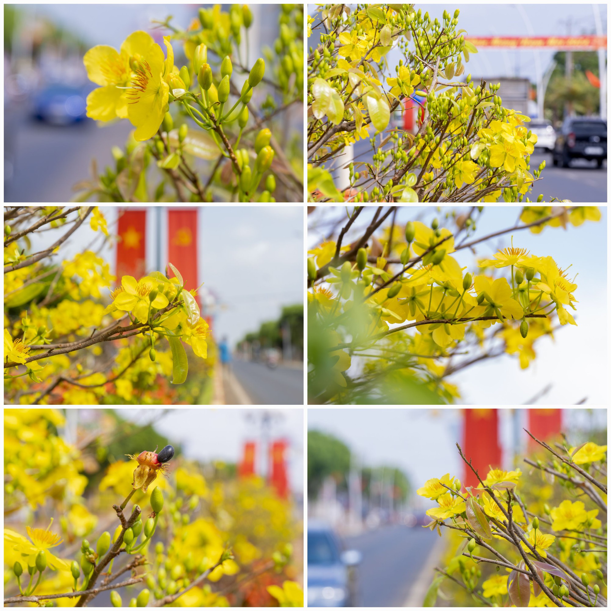 Hơn 1.000 cây mai vàng làm nên con đường hoa đẹp mê mẩn ở một thị trấn của Bà Rịa-Vũng Tàu- Ảnh 11.