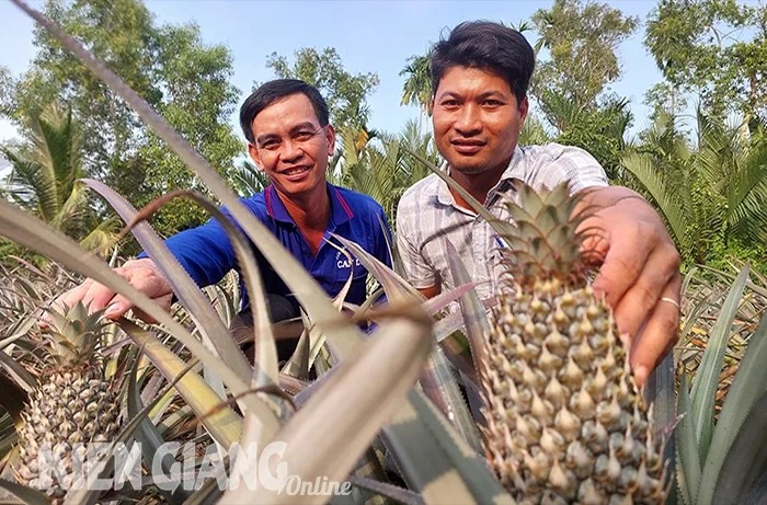Loại quả ngon trồng tốt ở đất phèn Kiên Giang, bán trái đợt tết giá cao, nông dân thu tiền cục- Ảnh 2.
