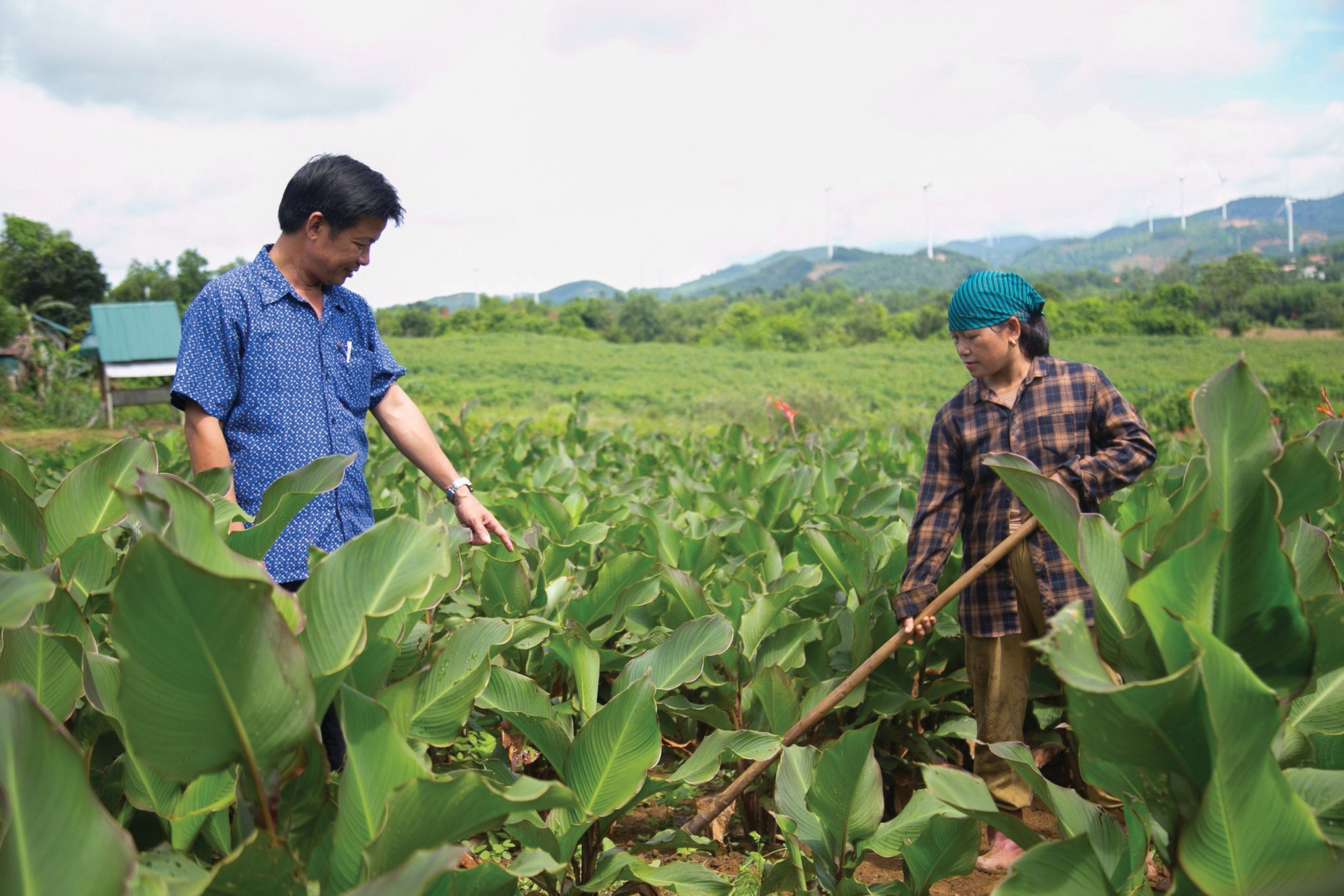 Cánh đồng đẹp mê mẩn ở một huyện của Quảng Trị, nhiều người đang lên xem- Ảnh 2.