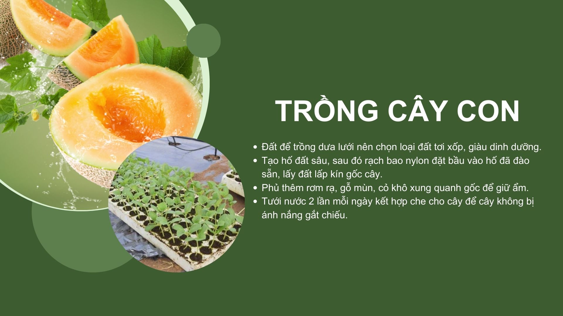 SỔ TAY NHÀ NÔNG: Kỹ thuật ươm giống, gieo hạt cây dưa lưới- Ảnh 2.