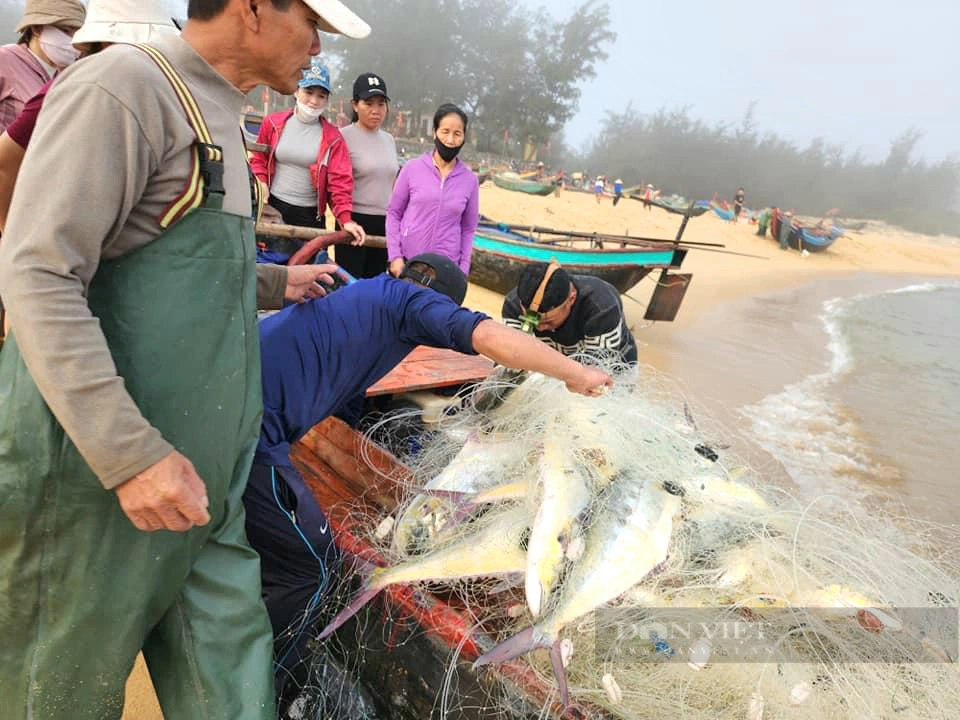 Ra một vùng biển Quảng Bình thấy dân kéo được cá bè to bự, phơi la liệt cá cơm- Ảnh 2.