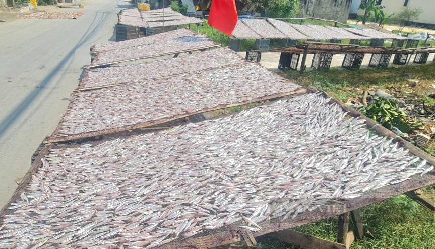 Ra một vùng biển Quảng Bình thấy dân kéo được cá bè to bự, phơi la liệt cá cơm- Ảnh 1.