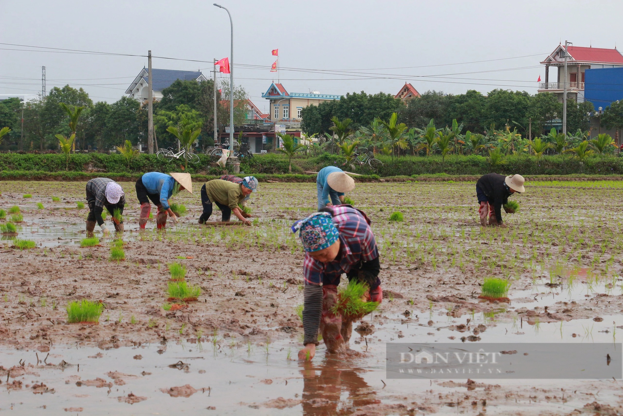 Trời hửng, nông dân Nam Định lội ruộng cấy mạ non, phấn đấu năng suất lúa đạt trên 68 tạ/ha- Ảnh 1.