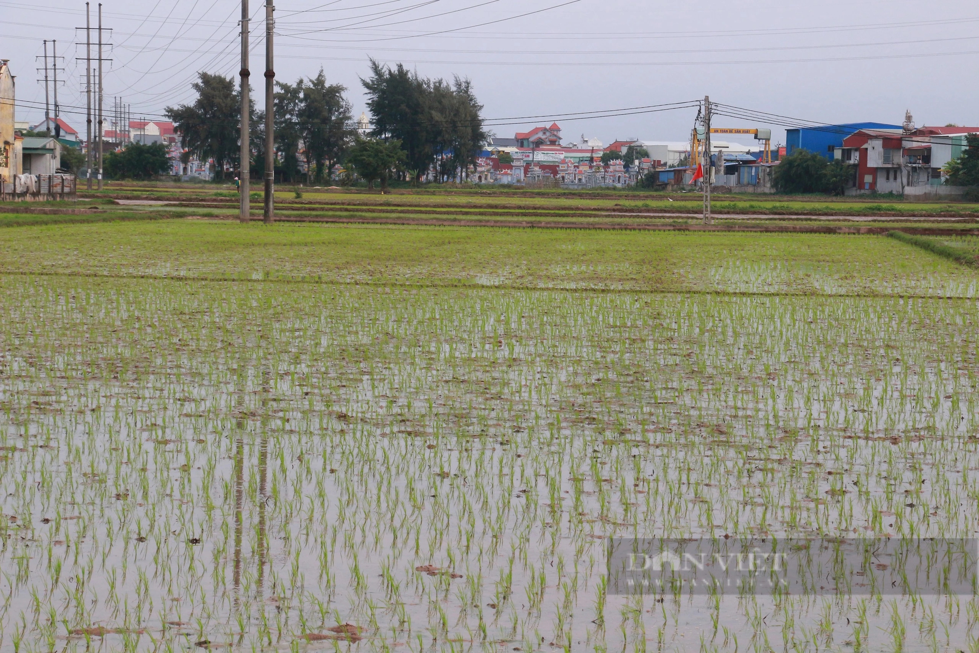 Trời hửng, nông dân Nam Định lội ruộng cấy mạ non, phấn đấu năng suất lúa đạt trên 68 tạ/ha- Ảnh 2.