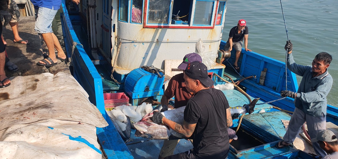 Chuyến biển đầu năm, ngư dân Khánh Hòa mang về bờ những con cá khổng lồ, bán đắt tiền nên ai cũng vui- Ảnh 1.
