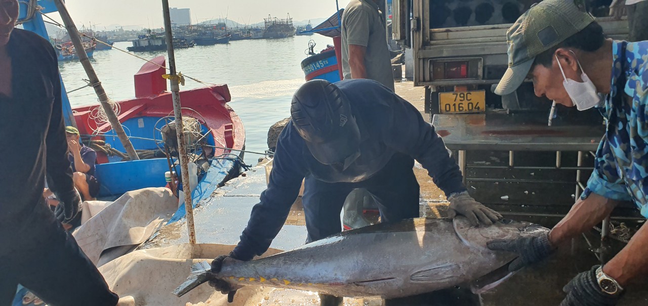 Chuyến biển đầu năm, ngư dân Khánh Hòa mang về bờ những con cá khổng lồ, bán đắt tiền nên ai cũng vui- Ảnh 3.