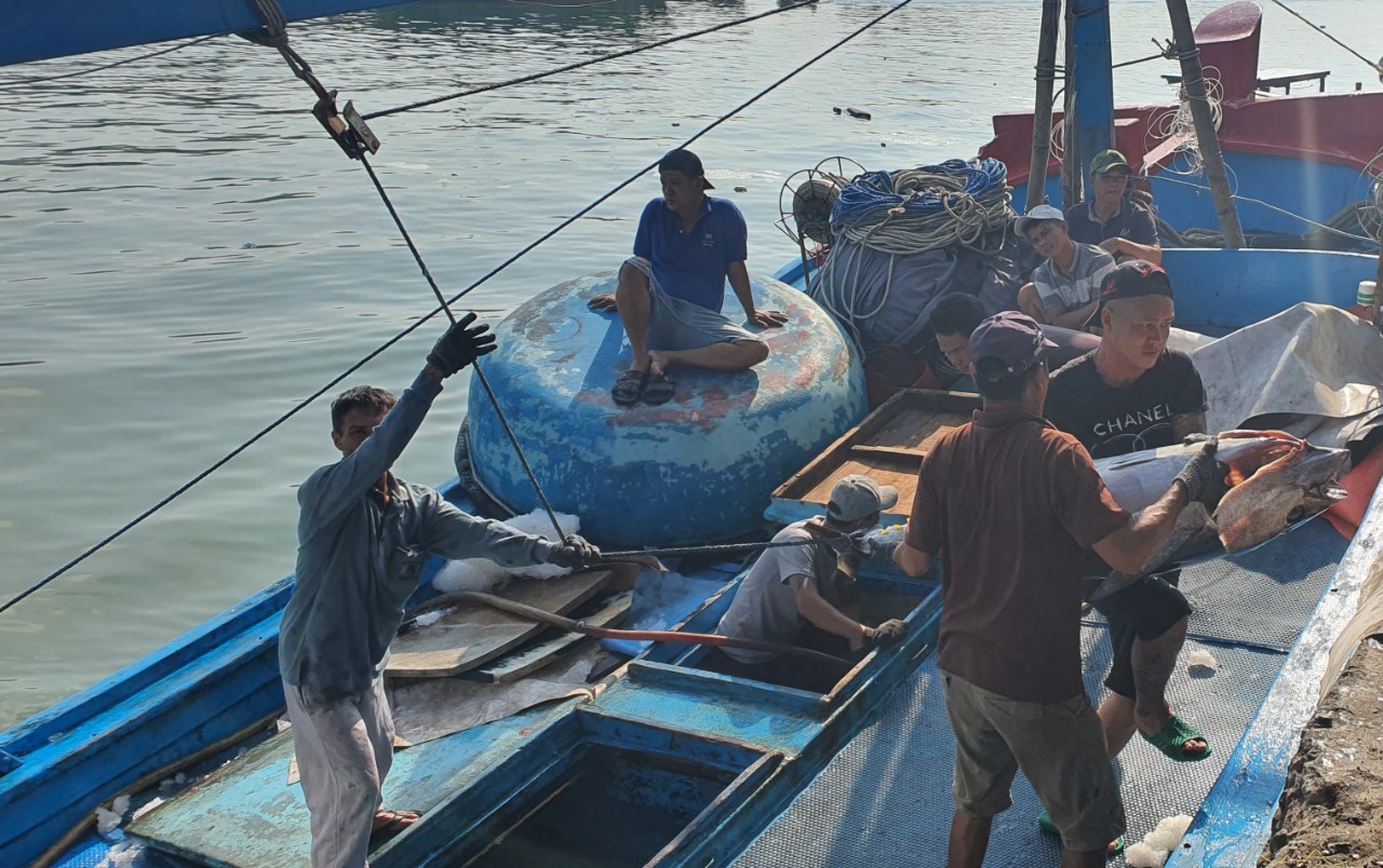 Chuyến biển đầu năm, ngư dân Khánh Hòa mang về bờ những con cá khổng lồ, bán đắt tiền nên ai cũng vui- Ảnh 5.