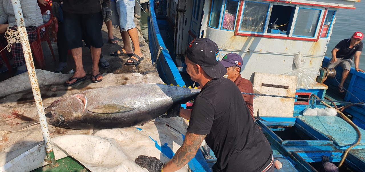 Chuyến biển đầu năm, ngư dân Khánh Hòa mang về bờ những con cá khổng lồ, bán đắt tiền nên ai cũng vui- Ảnh 2.
