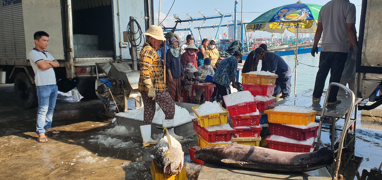 Chuyến biển đầu năm, ngư dân Khánh Hòa mang về bờ những con cá khổng lồ, bán đắt tiền nên ai cũng vui- Ảnh 4.